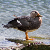 Flying Steamer-Duck